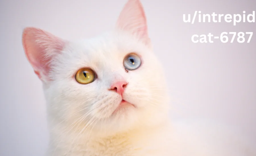 u/intrepid-cat-6787