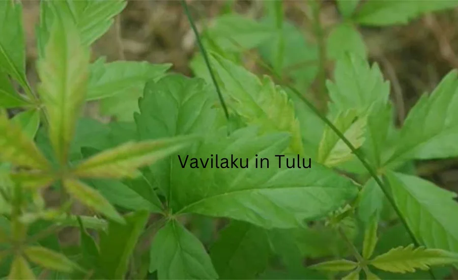 Vavilaku in Tulu