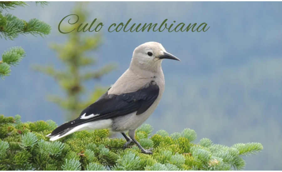 Culo Columbiana