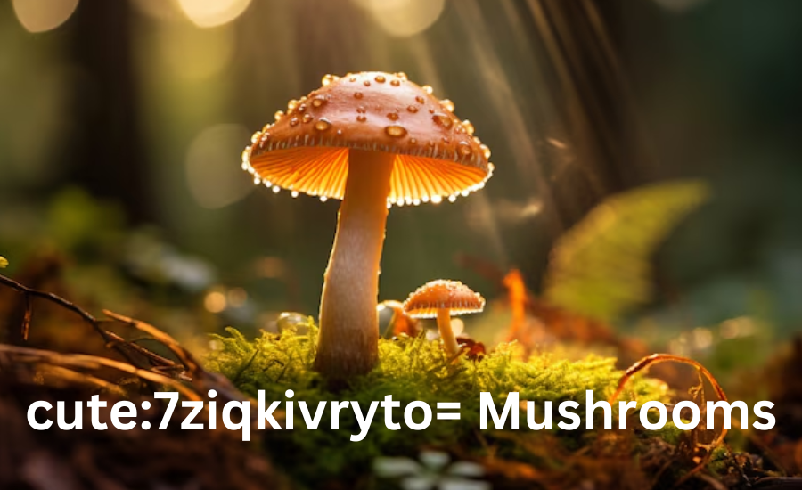 Culinary Delights with cute:7ziqkivryto= Mushrooms