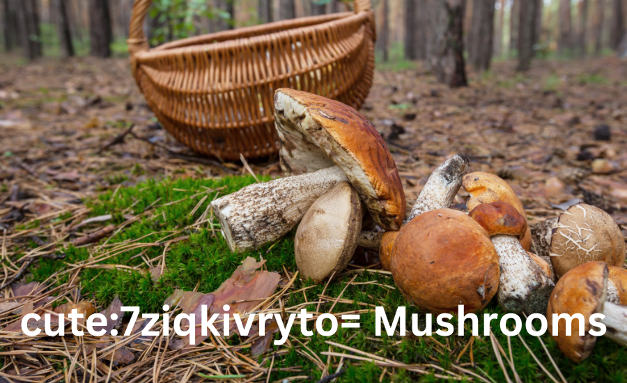  cute:7ziqkivryto= Mushrooms