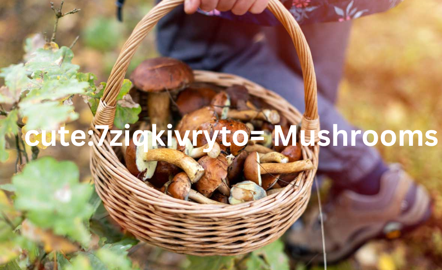  cute:7ziqkivryto= Mushrooms