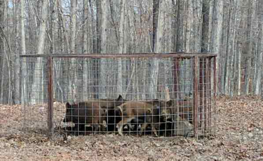 Popular Online Retailers For Voorhies Wild Hog Traps