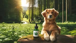 The Rise of CBD Oil for Dogs in Canada