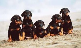 Finding Your Furry Best Friend with Doberman Puppies for Sale Memphis TN