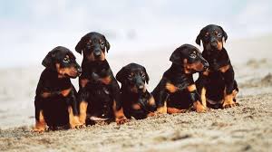 Finding Your Furry Best Friend with Doberman Puppies for Sale Memphis TN